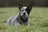 BOUVIER AUSTRALIEN 403